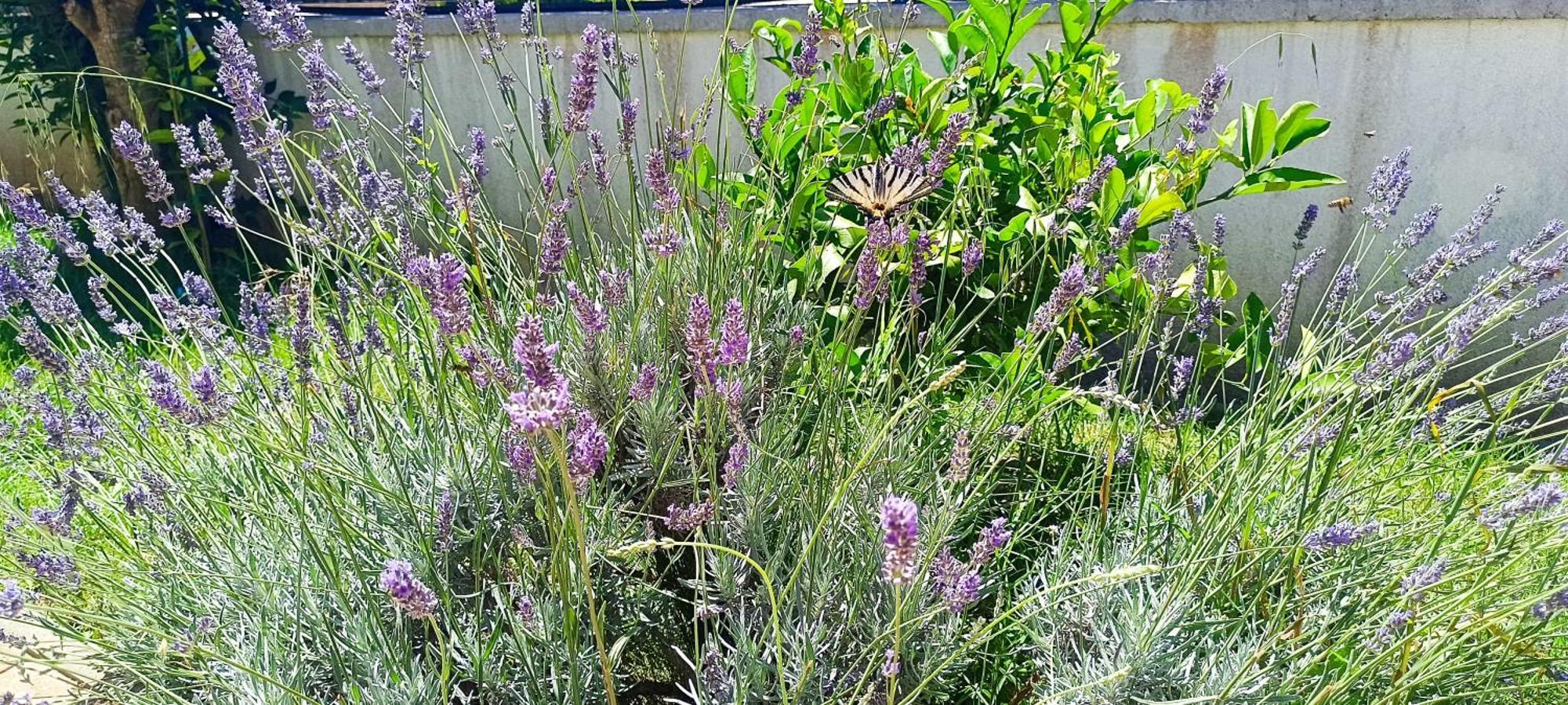זאדאר Apartmani Verde מראה חיצוני תמונה